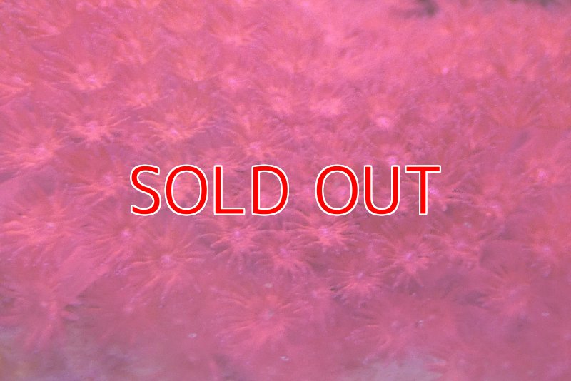 画像2: ハナガササンゴ　約10ｃｍ前後　 (2)