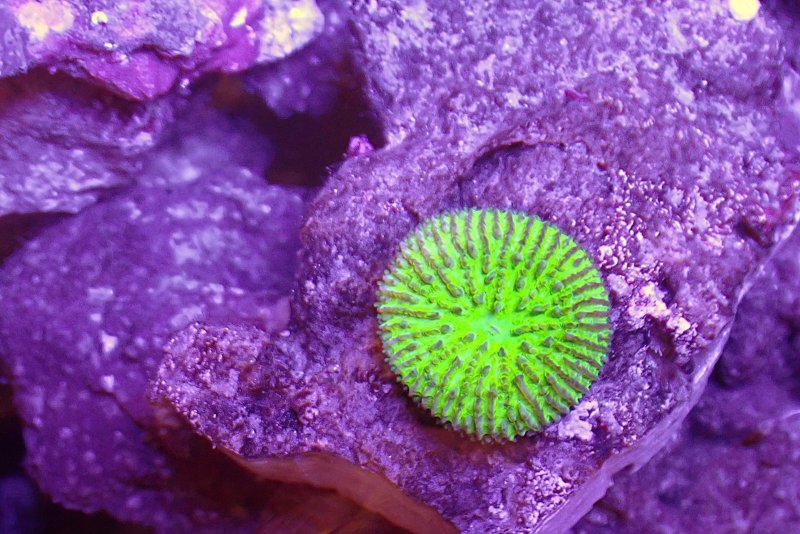 画像1: サンゴ　メタリック　サンゴ約1.5ｃｍ　　石約5.5ｃｍ (1)