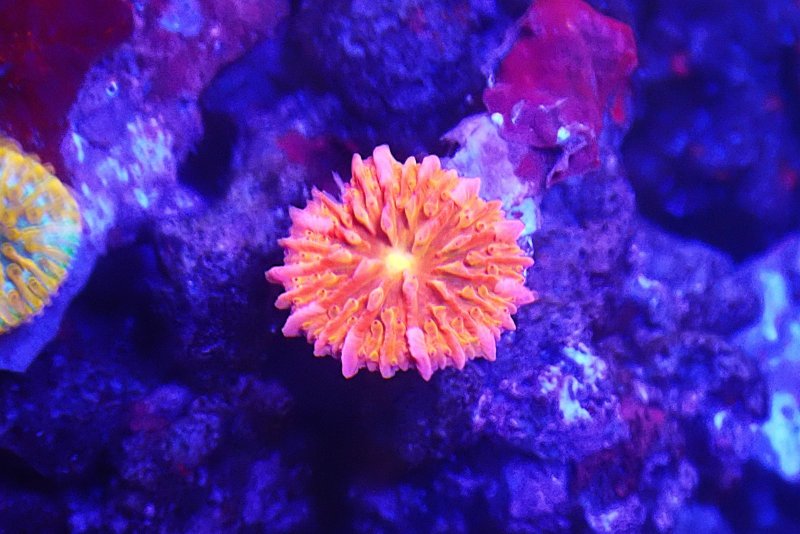 画像1: クサビライシの芽　レッドオレンジ　クサビラ約2ｃｍ　石約4ｃｍ前後 (1)