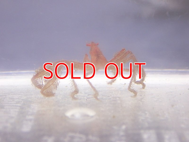 画像2: オラウータンクラブ　約3ｃｍ前後 (2)