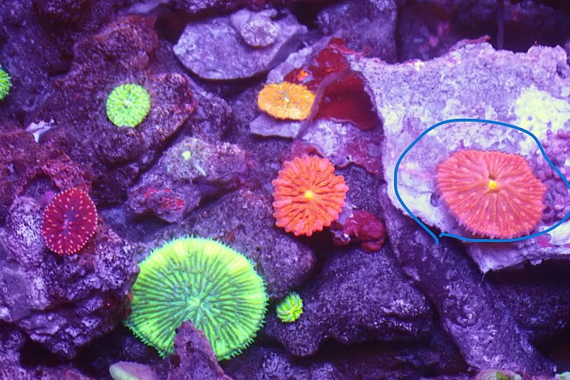 画像2: クサビライシの芽　クサビラ約3ｃｍ　石約8ｃｍ前後 (2)