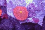 画像1: クサビライシの芽　クサビラ約3ｃｍ　石約8ｃｍ前後 (1)
