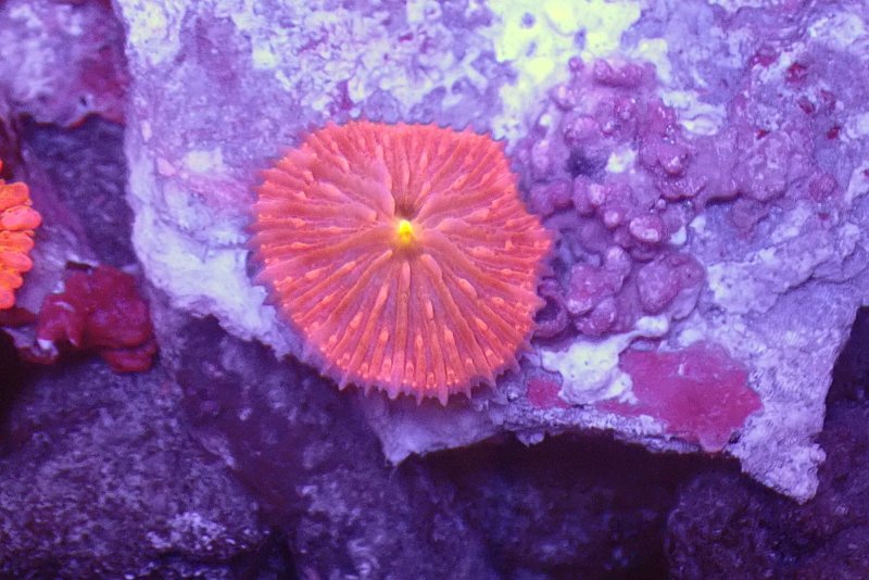画像1: クサビライシの芽　クサビラ約3ｃｍ　石約8ｃｍ前後 (1)