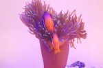 画像1: 沖縄産天然ハマクマノミペア　Lサイズ (1)
