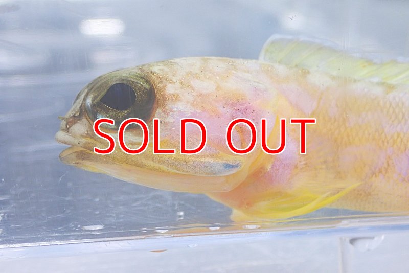 画像3: 深場ジョーフィッシュ オオメアゴアマダイ (3)