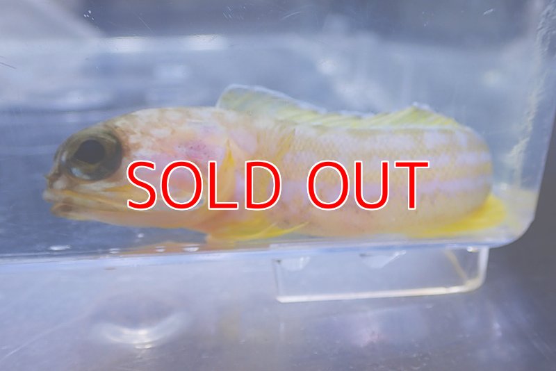 画像2: 深場ジョーフィッシュ オオメアゴアマダイ (2)