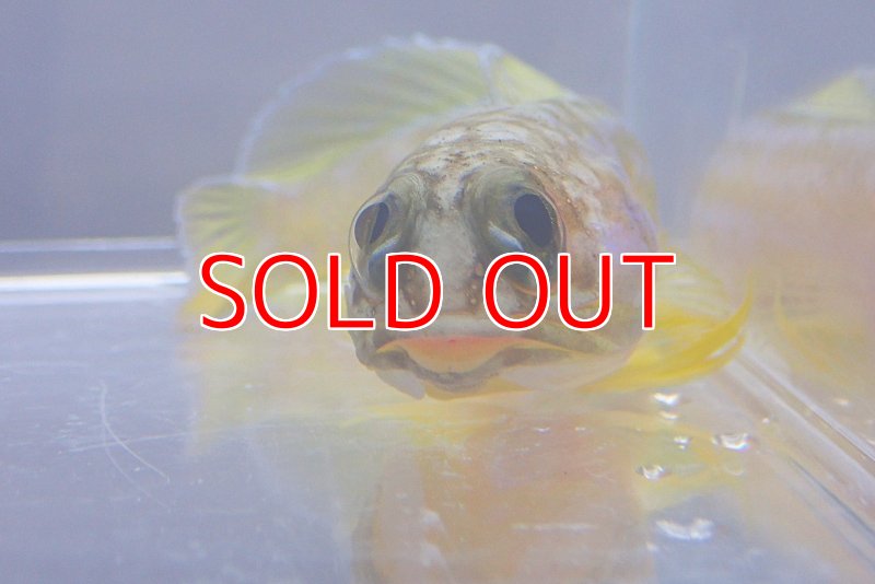 画像4: 深場ジョーフィッシュ オオメアゴアマダイ (4)