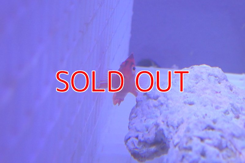 画像2: ベニゴンべ (2)